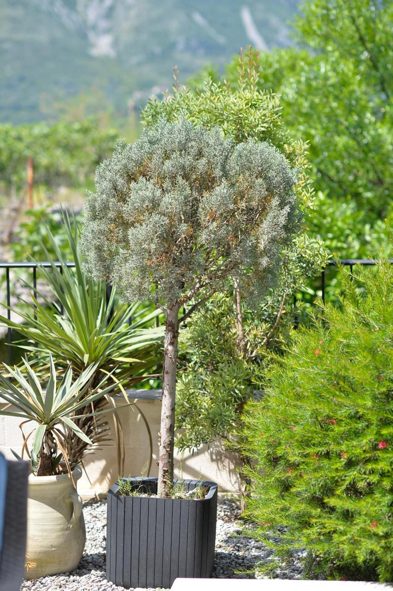 Apartments Boka Blue Dobrota Kotor Eksteriør bilde